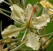 Malu creeper , flowers seeds,perennial vine - Caribbean garden seed