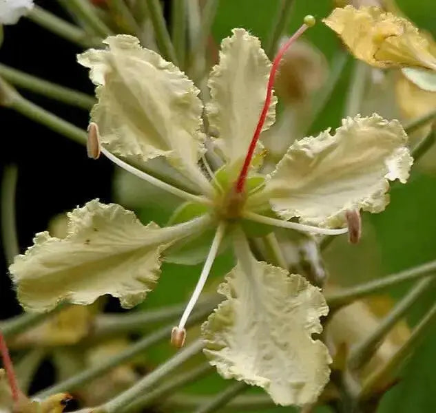 Malu creeper , flowers seeds,perennial vine - Caribbean garden seed