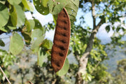 Malu creeper , flowers seeds,perennial vine - Caribbean garden seed