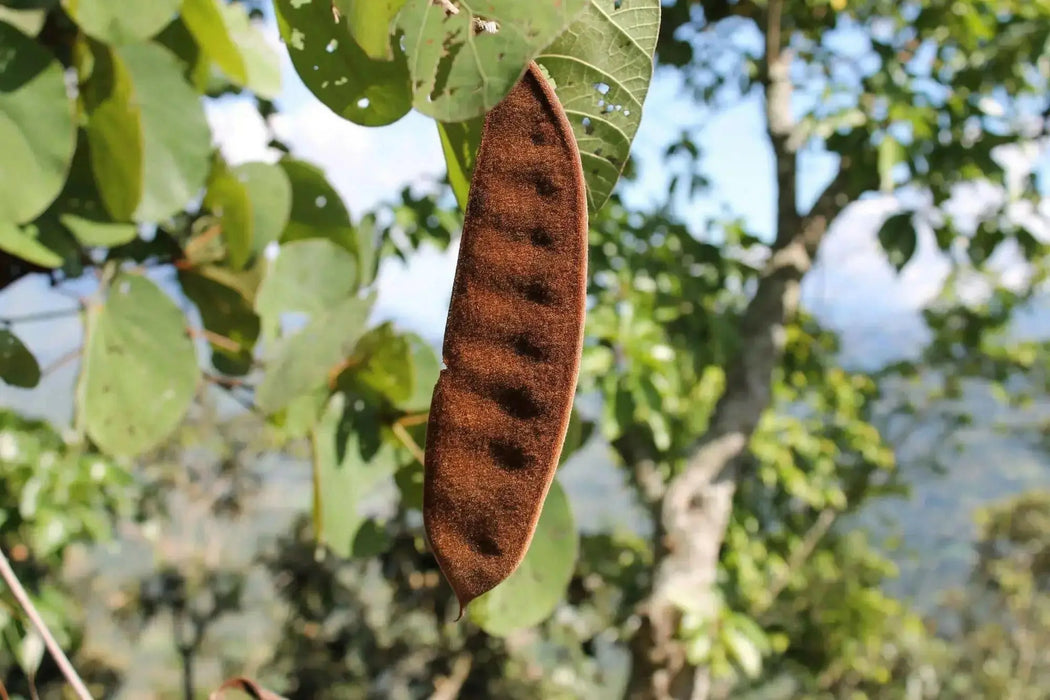 Malu creeper , flowers seeds,perennial vine - Caribbean garden seed