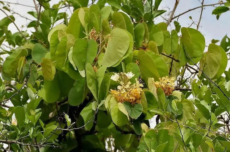 Malu creeper , flowers seeds,perennial vine - Caribbean garden seed