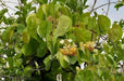 Malu creeper , flowers seeds,perennial vine - Caribbean garden seed