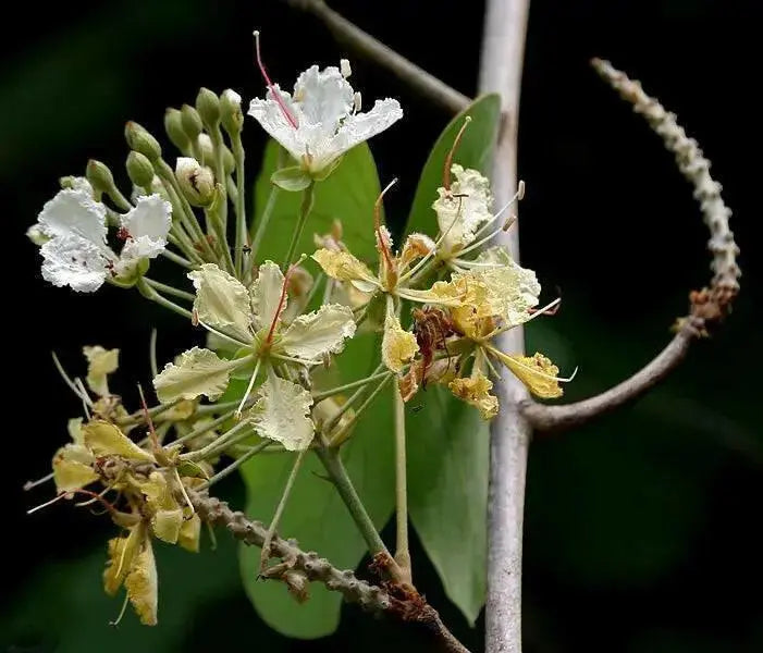 Malu creeper , flowers seeds,perennial vine - Caribbean garden seed