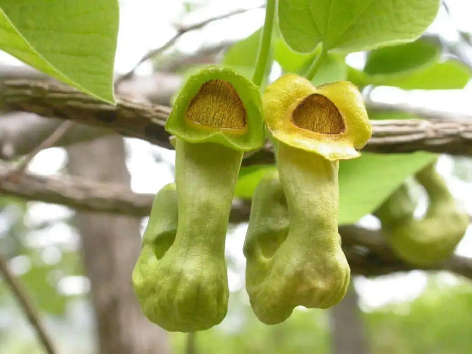 Manchurian Pipevine Aristolochia manshuriensis - Chinese pipevine - Caribbean garden seed