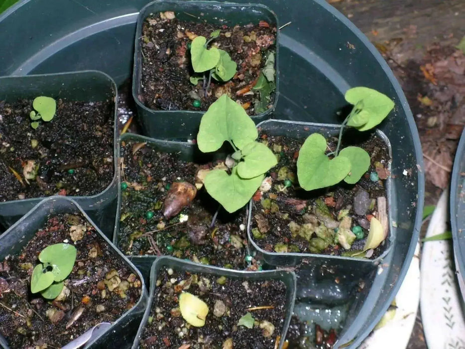 Manchurian Pipevine Aristolochia manshuriensis - Chinese pipevine - Caribbean garden seed