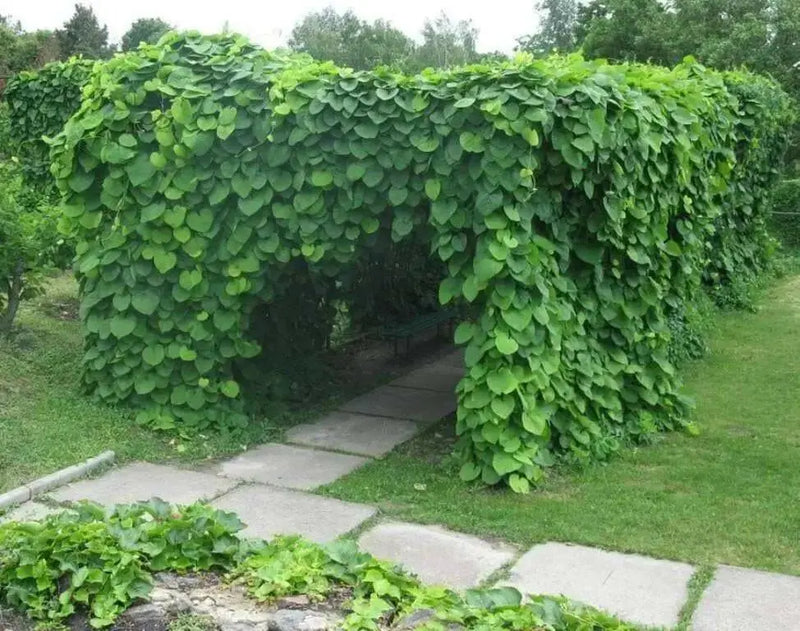 Manchurian Pipevine Aristolochia manshuriensis - Chinese pipevine - Caribbean garden seed