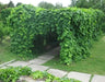 Manchurian Pipevine Aristolochia manshuriensis - Chinese pipevine - Caribbean garden seed