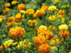 Marigold Flowers Seeds (Tagetes Patula Mix) French Marigold - Caribbean garden seed