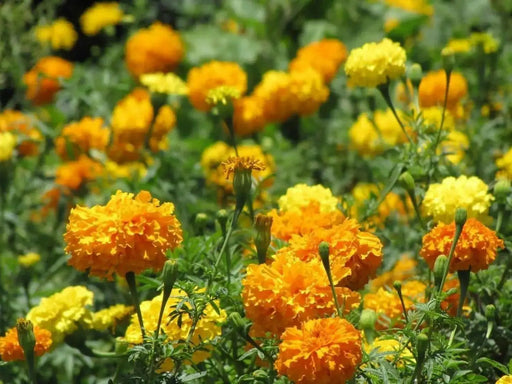 Marigold Flowers Seeds (Tagetes Patula Mix) French Marigold - Caribbean garden seed