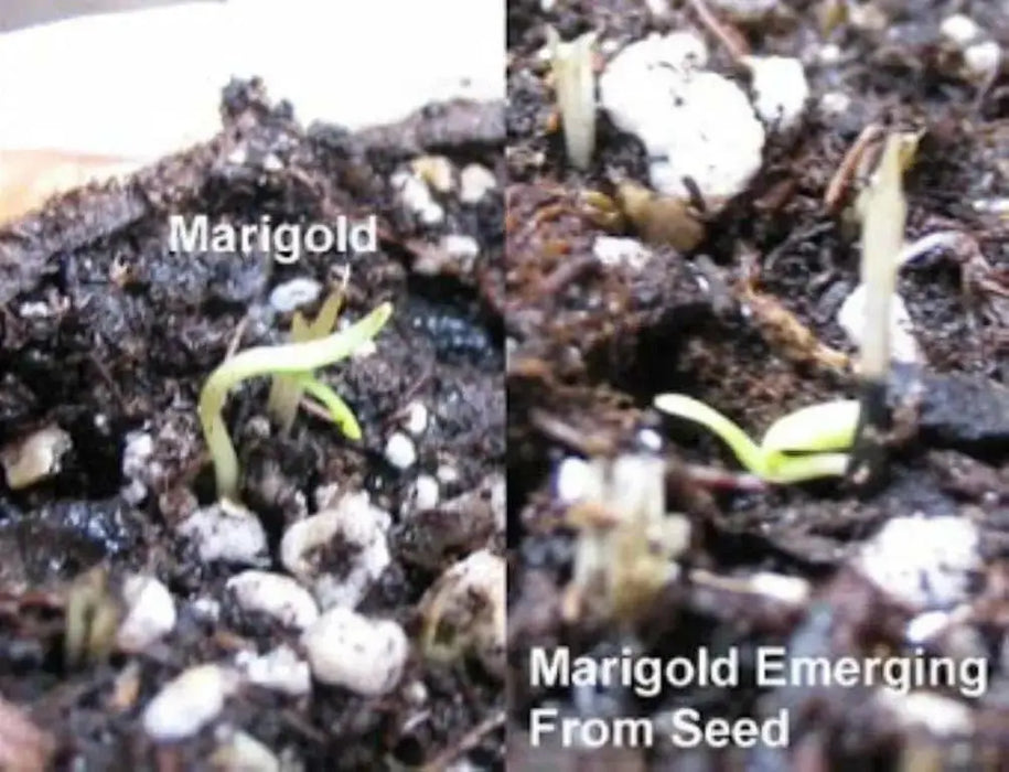 Marigold Flowers Seeds (Tagetes Patula Mix) French Marigold - Caribbean garden seed