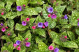 Margery Fish Lungwort, PERENNIAL Bareroot PLANT - Caribbean garden seed