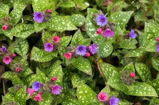 Margery Fish Lungwort, PERENNIAL Bareroot PLANT - Caribbean garden seed