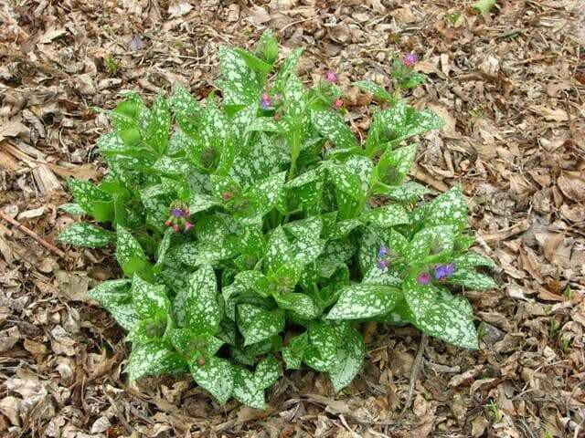 Margery Fish Lungwort, PERENNIAL Bareroot PLANT - Caribbean garden seed