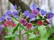 Margery Fish Lungwort, PERENNIAL Bareroot PLANT - Caribbean garden seed