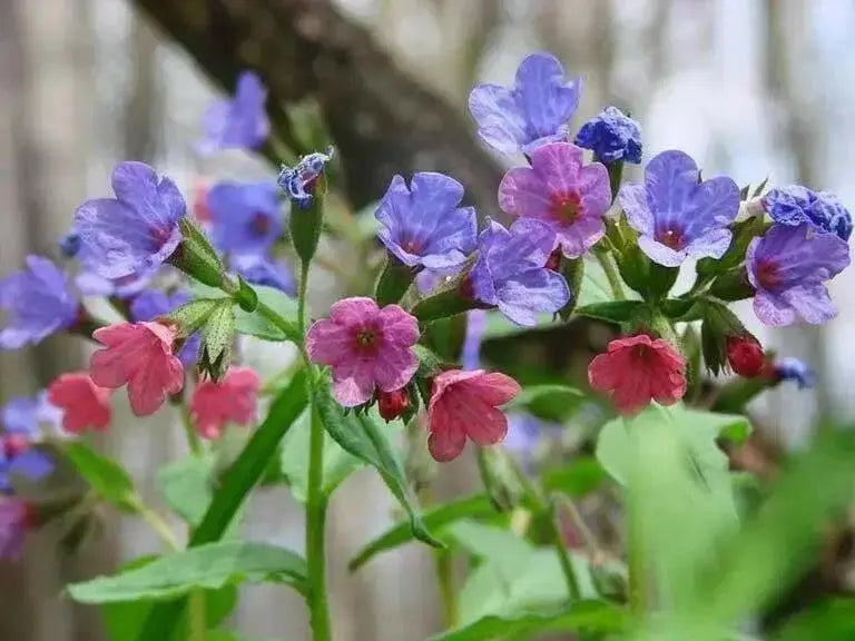 Margery Fish Lungwort, PERENNIAL Bareroot PLANT - Caribbean garden seed