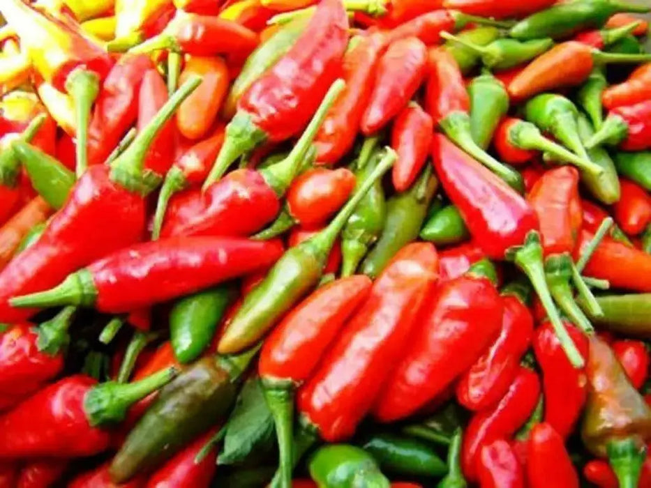 Malagueta PEPPERS Seeds -(Capsicum frutescens ) - Caribbean garden seed