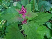 Magenta Spreen Seed,Organic Specialty Greens, Spinach ! - Caribbean garden seed