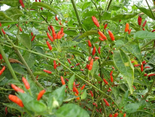 Malagueta PEPPERS Seeds -(Capsicum frutescens ) - Caribbean garden seed