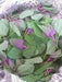 Magenta Spreen Seed,Organic Specialty Greens, Spinach ! - Caribbean garden seed