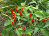 Malagueta PEPPERS Seeds -(Capsicum frutescens ) - Caribbean garden seed
