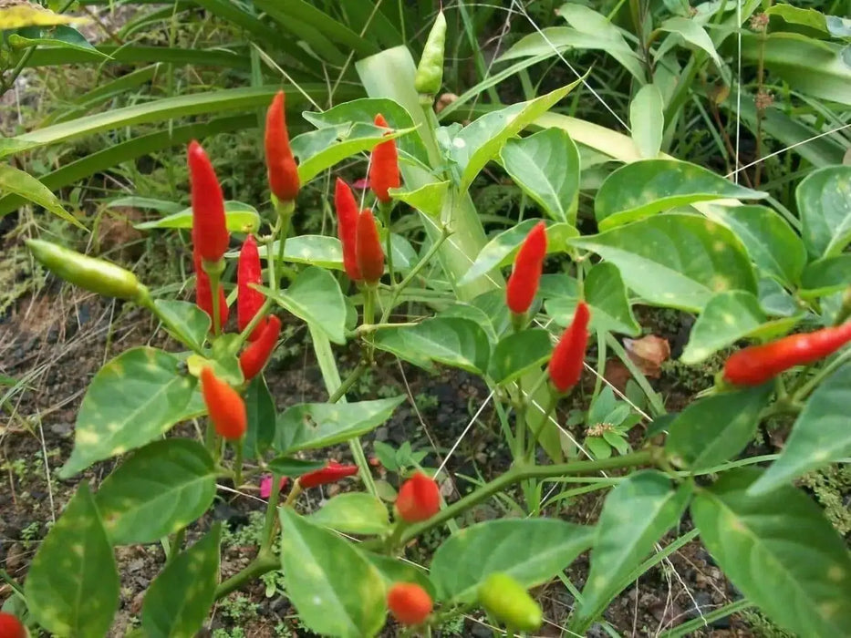 Malagueta PEPPERS Seeds -(Capsicum frutescens ) - Caribbean garden seed