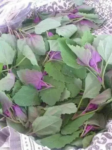 Magenta Spreen Seed,Organic Specialty Greens, Spinach ! - Caribbean garden seed