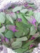 Magenta Spreen Seed,Organic Specialty Greens, Spinach ! - Caribbean garden seed