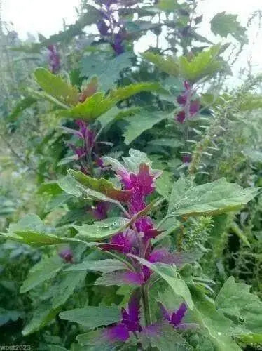 Magenta Spreen Seed,Organic Specialty Greens, Spinach ! - Caribbean garden seed
