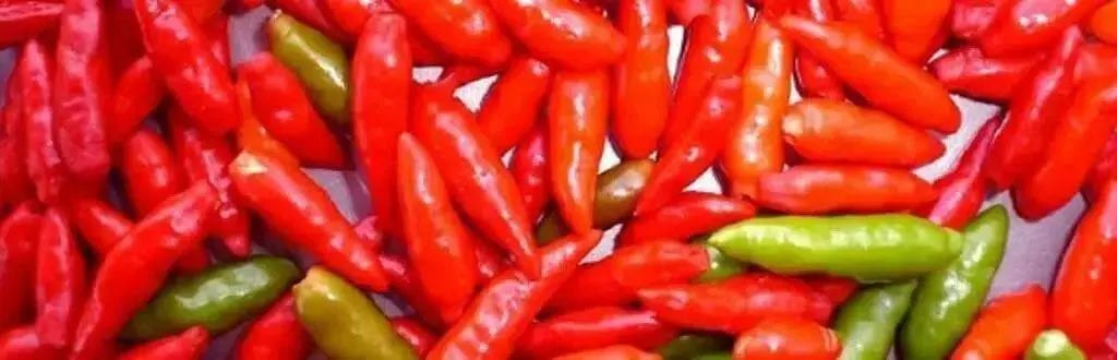 Malagueta PEPPERS Seeds -(Capsicum frutescens ) - Caribbean garden seed
