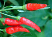 Malagueta PEPPERS Seeds -(Capsicum frutescens ) - Caribbean garden seed