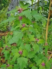 Magenta Spreen Seed,Organic Specialty Greens, Spinach ! - Caribbean garden seed