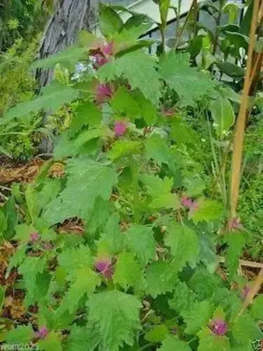 Magenta Spreen Seed,Organic Specialty Greens, Spinach ! - Caribbean garden seed