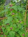 Magenta Spreen Seed,Organic Specialty Greens, Spinach ! - Caribbean garden seed