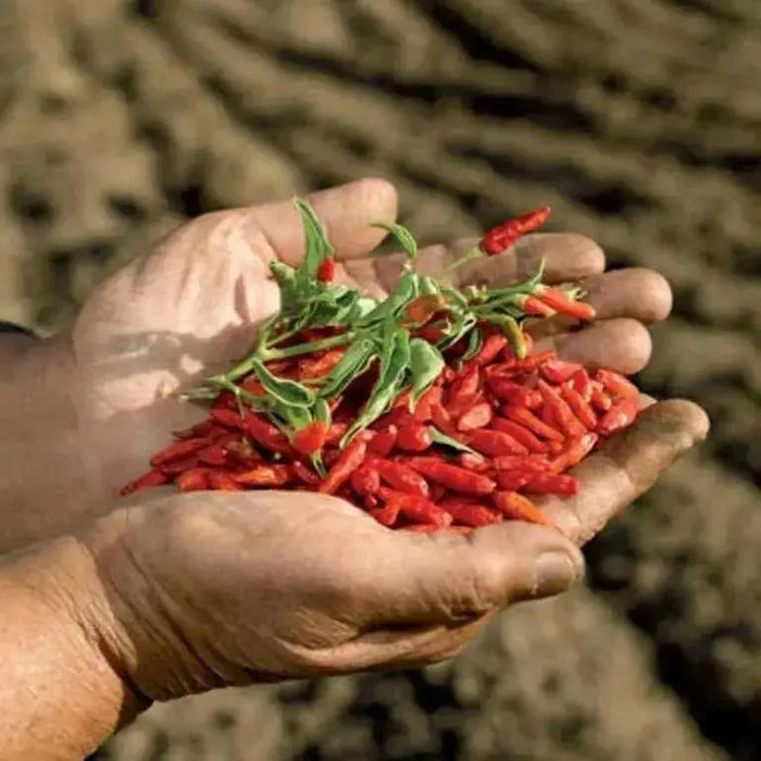 Malawi birds eye chillies ,Hot Pepper Seeds, Capsicum Frutescens - Caribbean garden seed