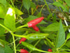 Malawi birds eye chillies ,Hot Pepper Seeds, Capsicum Frutescens - Caribbean garden seed
