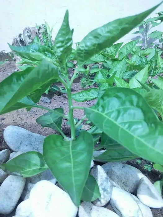 Malawi birds eye chillies ,Hot Pepper Seeds, Capsicum Frutescens - Caribbean garden seed