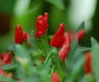 Malawi birds eye chillies ,Hot Pepper Seeds, Capsicum Frutescens - Caribbean garden seed