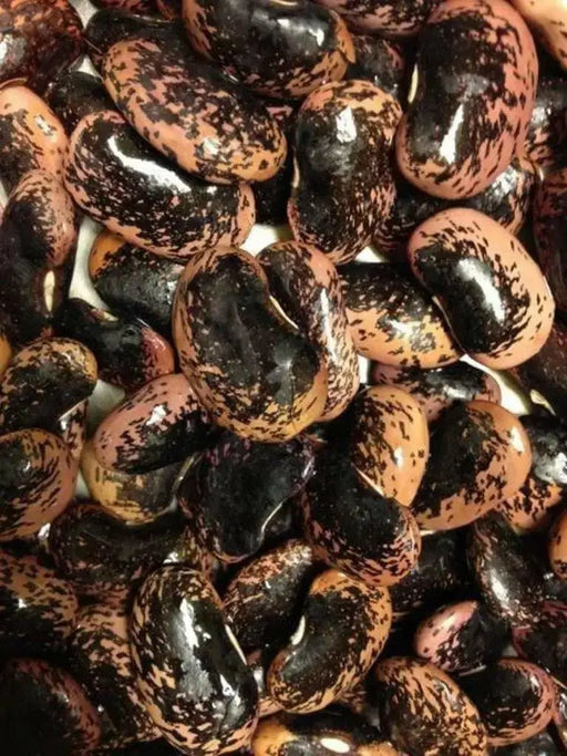 Mark Beans Seeds, Purple with mottled black but can often be lavender. Very rare  ! - Caribbean garden seed