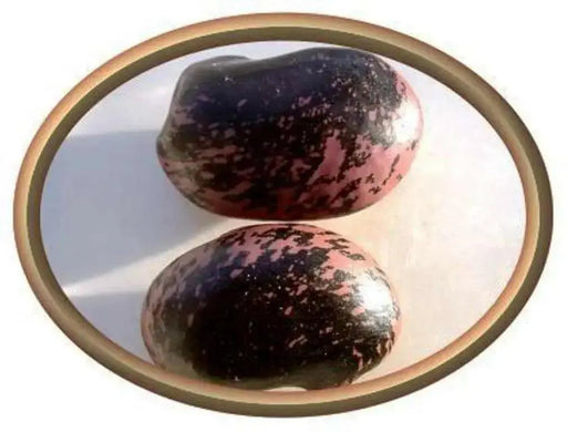 Mark Beans Seeds, Purple with mottled black but can often be lavender. Very rare  ! - Caribbean garden seed