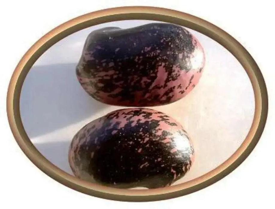 Mark Beans Seeds, Purple with mottled black but can often be lavender. Very rare  ! - Caribbean garden seed