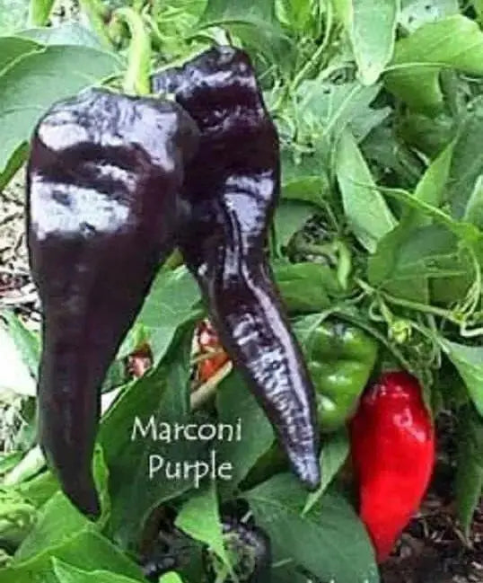 MARCONI PURPLE ,  Italian Pepper SEEDS-Capsicum annuum , - Caribbean garden seed