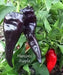 MARCONI PURPLE ,  Italian Pepper SEEDS-Capsicum annuum , - Caribbean garden seed