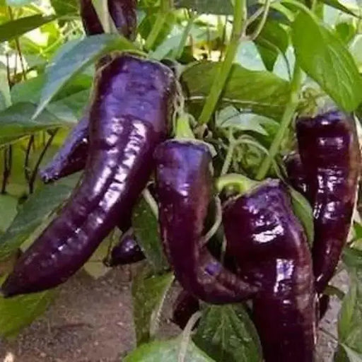 MARCONI PURPLE ,  Italian Pepper SEEDS-Capsicum annuum , - Caribbean garden seed