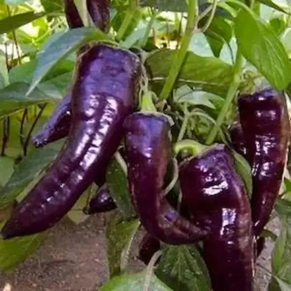 MARCONI PURPLE ,  Italian Pepper SEEDS-Capsicum annuum , - Caribbean garden seed