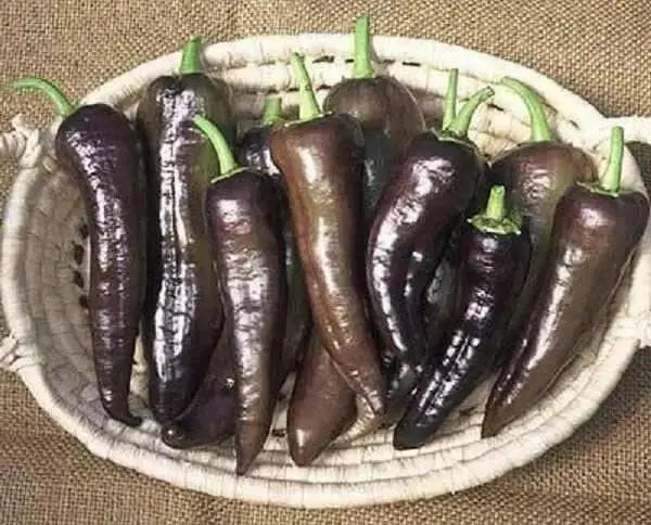 MARCONI PURPLE ,  Italian Pepper SEEDS-Capsicum annuum , - Caribbean garden seed