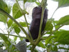 MARCONI PURPLE ,  Italian Pepper SEEDS-Capsicum annuum , - Caribbean garden seed
