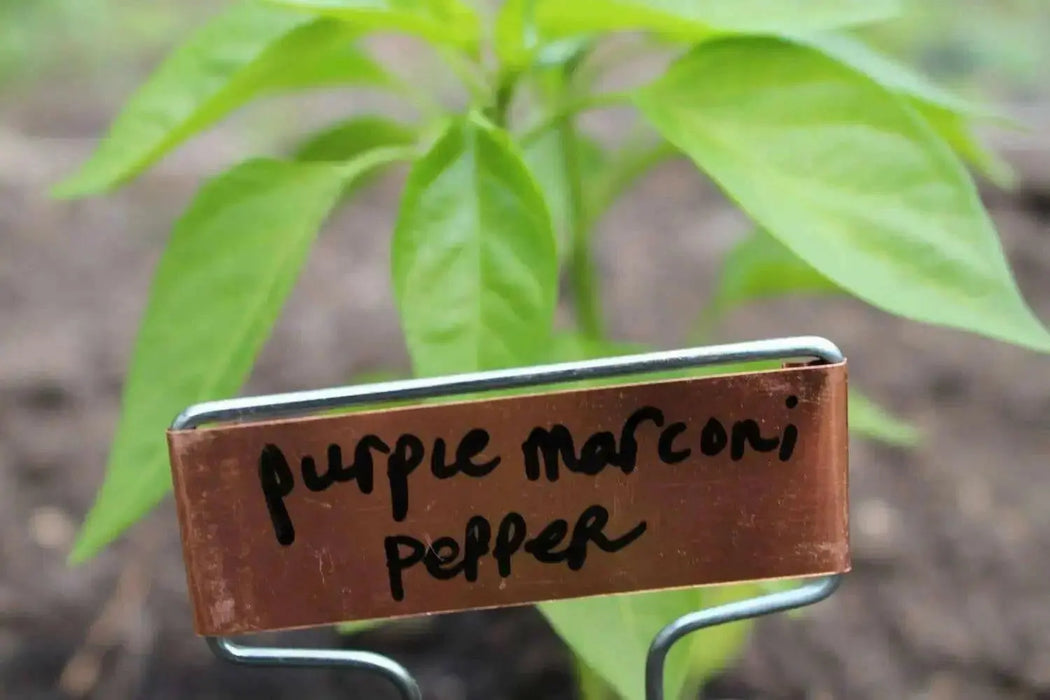 MARCONI PURPLE ,  Italian Pepper SEEDS-Capsicum annuum , - Caribbean garden seed