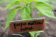 MARCONI PURPLE ,  Italian Pepper SEEDS-Capsicum annuum , - Caribbean garden seed