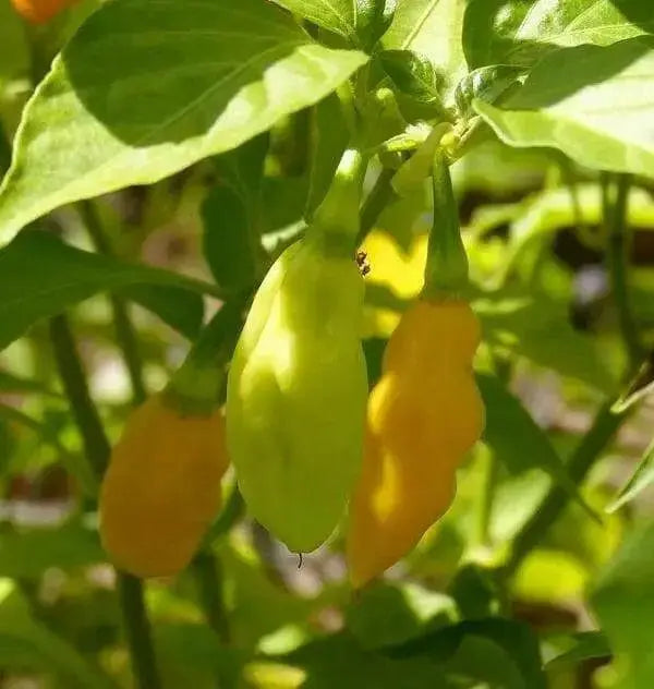 Mako akokɔsrade Pepper seeds ( Capsicum Chinese) From Ghana, Verry hot - Caribbean garden seed