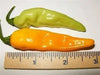 Mako akokɔsrade Pepper seeds ( Capsicum Chinese) From Ghana, Verry hot - Caribbean garden seed